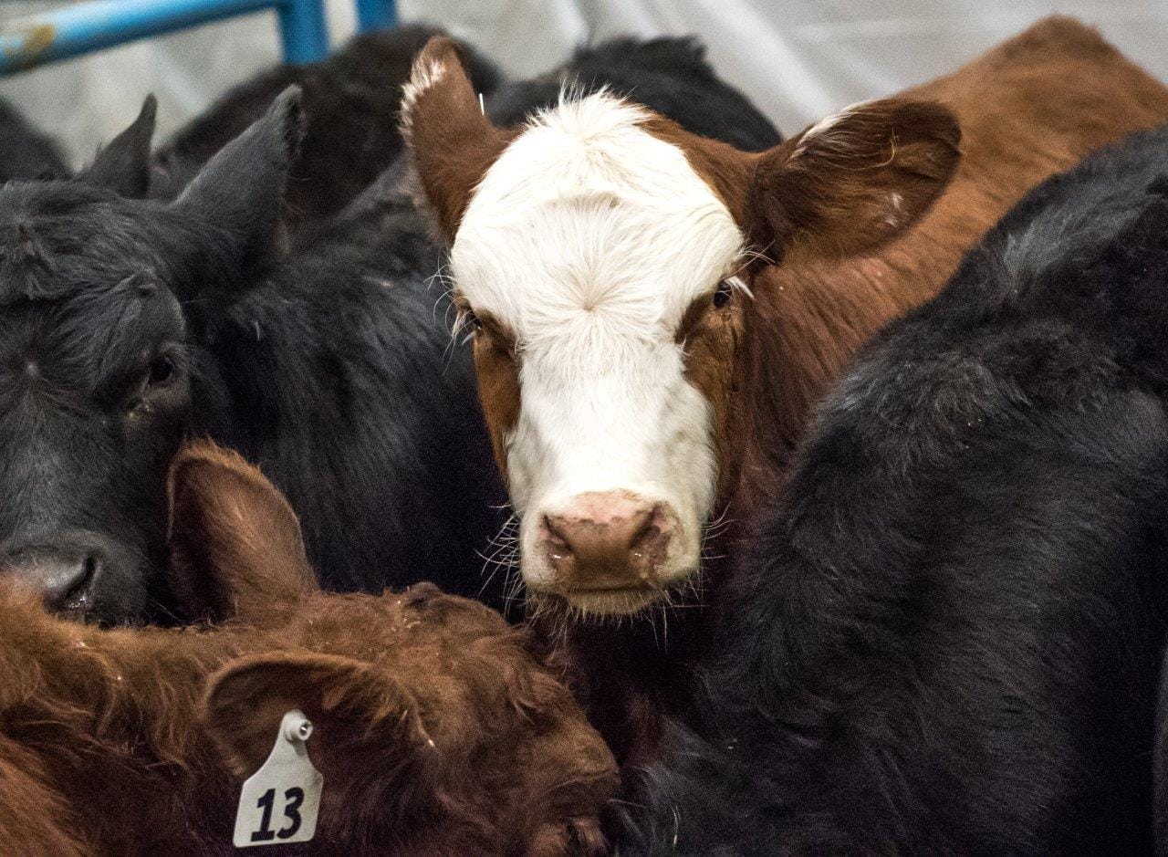 Wrangler NFR - Day 4